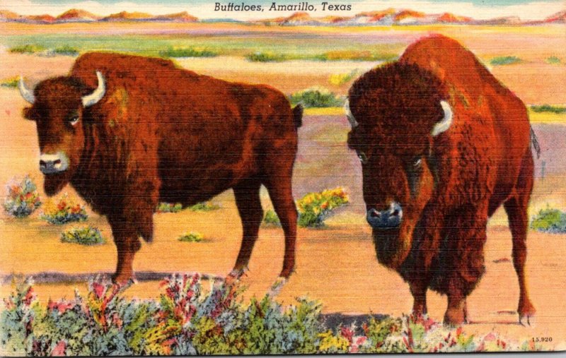 Texas Amarillo Scene Showing Baffaloes