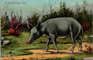 Florida A Florida Razor Back Hog