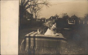 Sweet Kitty Cat Looking at Sky Amateur Real Photo Postcard MILFORD MA on BACK