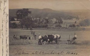 RPPC COWS FARMING AT AMHERST MASSACHUSETTS REAL PHOTO POSTCARD 1906