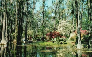 Vintage Postcard Cypress Gardens Charleston Moncks Corner South Carolina SC