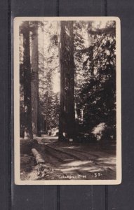 WASHINGTON, ARLINGTON, COLUMBUS TREE, c1920 ppc., unused.