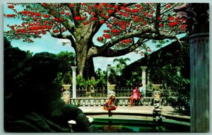 Kapok Tree Clearwater FL Florida UNP Chrome Postcard H6
