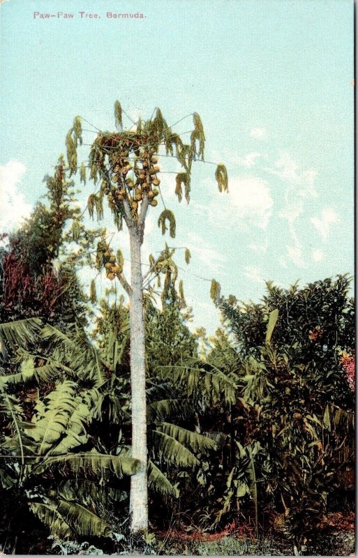 Paw Paw Tree Bermuda Scenic Tropical Landscape Plantlife DB Postcard 
