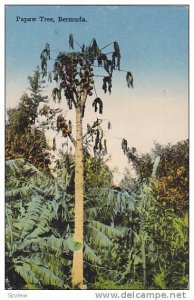 View of a Papaw Tree in Bermuda, PU-1934