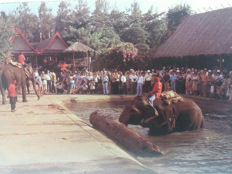 Vintage Postcard Elephants Moving Logs at Rosegarden Nakorn Pathom Thailand