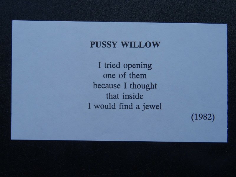 PUSSY WILLOW Paintings Poems by Japanese Disabled Artist Tomihiro Hoshino PC