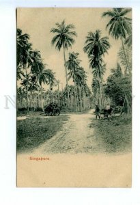 494542 Singapore native village rickshaw Vintage postcard