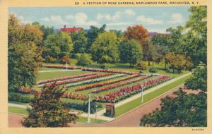 Rose Garden View at Maplewood Park, Rochester, New York - Linen