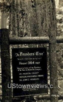 Founders' Tree, Real Photo - Dyersville Flats, California CA  