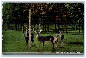 Mena Arkansas Postcard Deer Park Animals Fence Trees Forest 1925 Vintage Antique