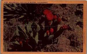 1947 LONG BEACH CALIFORNIA BEAVERTAIL CACTUS IN BLOOM LINEN POSTCARD 26-170