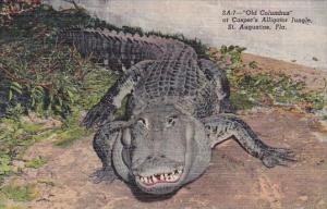 Florida St Augustine Old Columbus Casper's Alligator Jungle 1949 Curteich