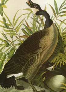 John James Audubon Birds Print Canada Goose Book Plate 201