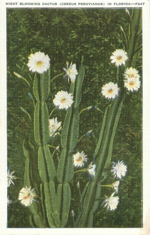 Night Blooming Cactus Cereus Peruvianus in Florida Vintage Postcard Kropp F247