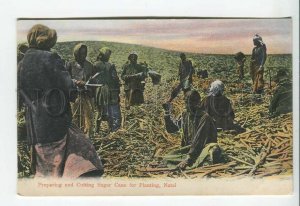438833 SOUTH AFRICA NATAL preparing and Cutting Sugar Cane for Planting Old