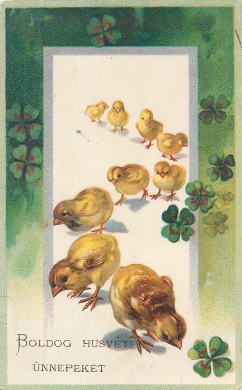 Easter greetings postcard 1912 Hungary drawn poultry chickens & luck shamrocks 