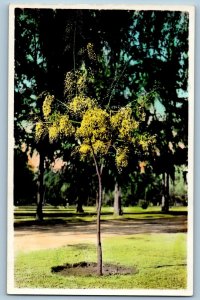 Honolulu Hawaii HI Postcard RPPC Photo Yellow Shower Tree c1910's Antique