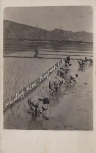 RPPC PLANTING RICE BENGUET PHILIPPINES ISLANDS REAL PHOTO POSTCARD (c. 1910)