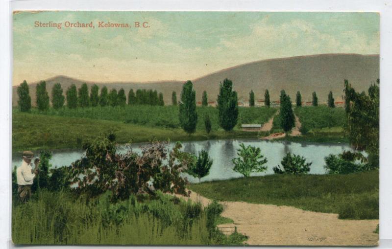 Sterling Orchard Kelowna British Columbia Canada 1910s postcard