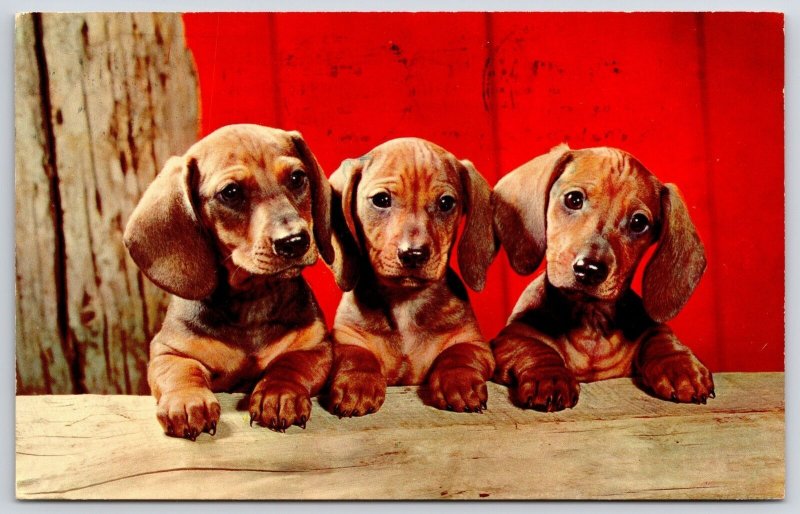 1995 Three Puppies Adorable Eyes Brown Furs Posted Postcard