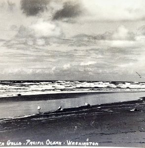 RPPC Pacific Ocean Coastal Washington Sea Gulls 1920s Pac NW Ellis PCBG6F