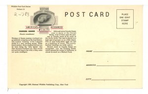 Birds - Canada Goose