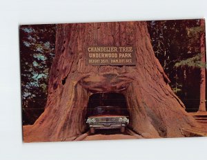 Postcard Chandelier Drive-Thru Tree Underwood Park California USA