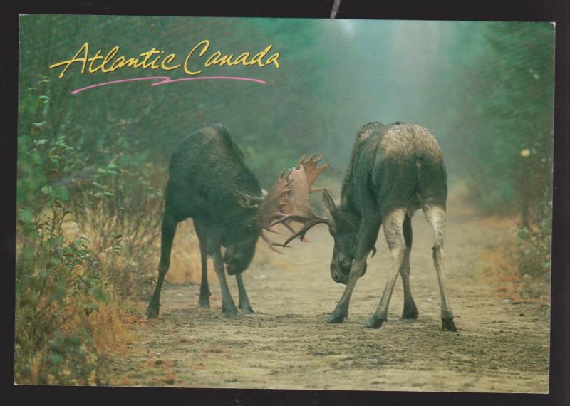 NEWFOUNDLAND - 2 Bull Moose Locking Antlers - Unused