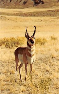 Pronghorn, Antelope Salt Lake City, Utah, USA Sheep Unused 