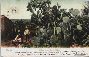 Mexico Indios al pie de un nopal Vintage Postcard C078