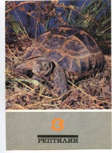 152795 Spur-thighed tortoise TURTLE Red List Old PHOTO PC