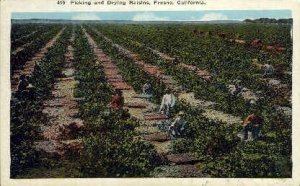 Picking & Drying Raisins - Fresno, California CA  