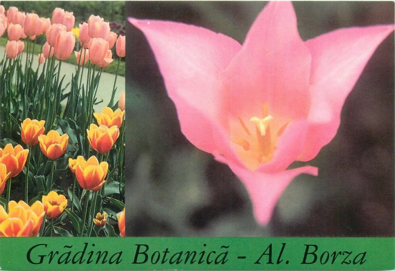 Romania Cluj Napoca botanical garden Al. Borza postcard