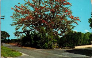 Florida Clearwater The Famous Kapok Tree 1972