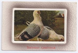 Vintage Embossed Birthday Postcard ca 1910 Pigeons Doves