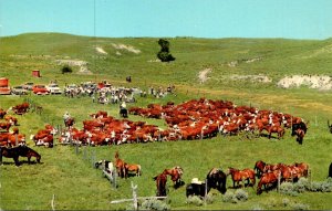 Wyoming Allemand Ranch Authentic Old West Roundup and Branding