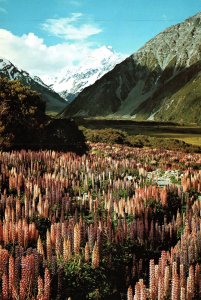 VINTAGE CONTINENTAL SIZE POSTCARD MOUNT COOK SOUTH ISLAND NEW ZEALAND