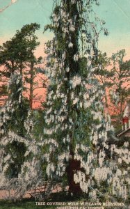 Vintage Postcard 1916 Tree Covered With White Wistaria Blossoms California CA