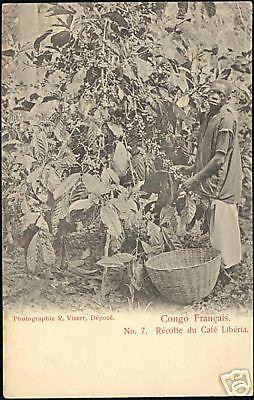 French Congo, Native Boy Collecting Liberia Coffee 1899