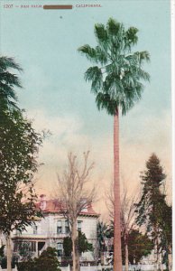 Fan Palm in California