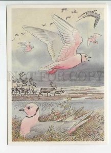 479574 USSR 1989 year Red Book protected animals Gorbatov bird pink seagull