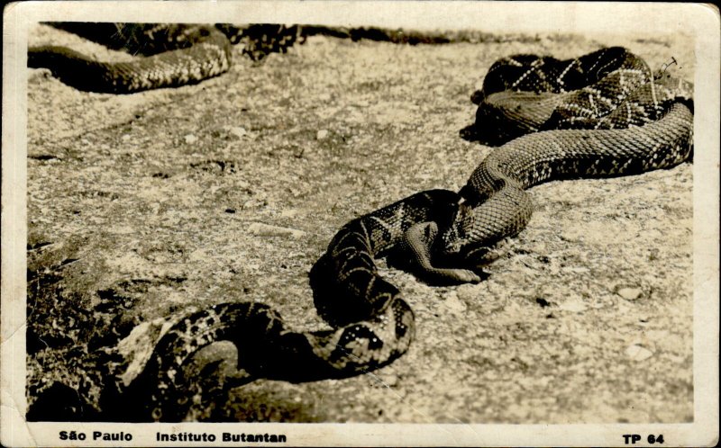 Z14655 snake sao paolo instituto butantan brazil