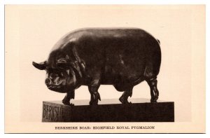 Vintage Berkshire Sculpture, Field Museum of Nat. History Postcard