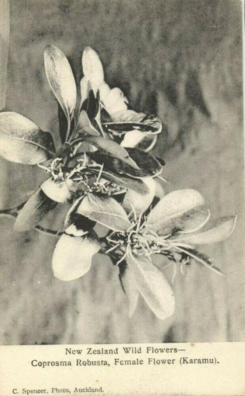 new zealand, Wild Flowers, Coprosma Robusta Karamu Female Flower 1900s Postcard