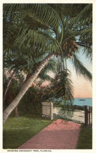 Vintage Postcard Bearing Coconut Tree Near the Beach Palms Sands Florida FL