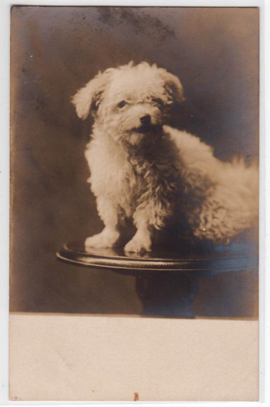 RPPC, Dog On a Table