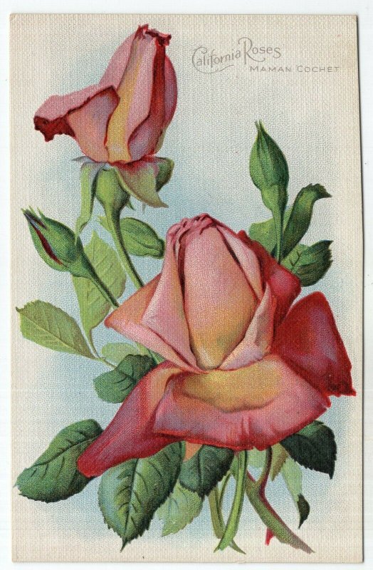 California Roses, Maman Cochet