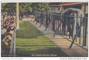 Illinois Chicago Lincoln Park Zoo Elephant 1952