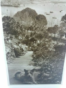 Vtg RP  Postcard Jack Russell Type Dog Stopping for a Rest at Rock Walk Torquay